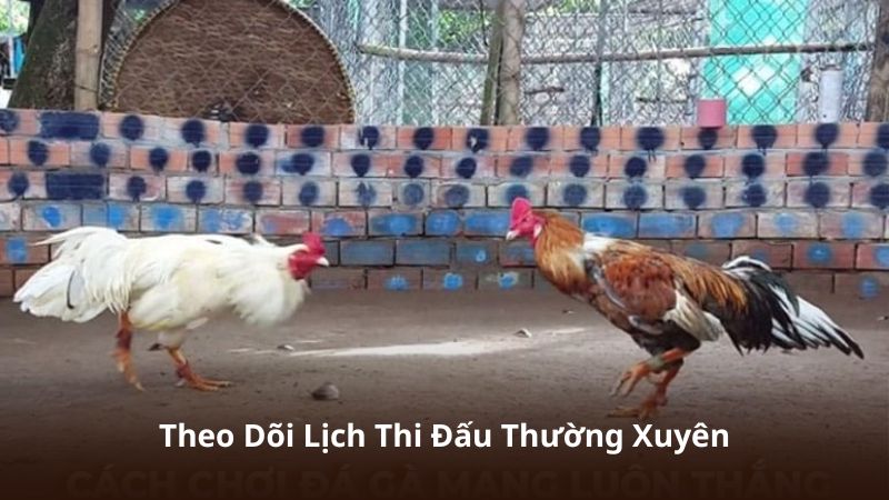 Theo Dõi Lịch Thi Đấu Thường Xuyên