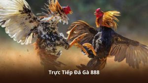 Trực Tiếp Đá Gà 888 – Xem Gà Đấu Trực Tuyến Nhanh Và Tiện Lợi