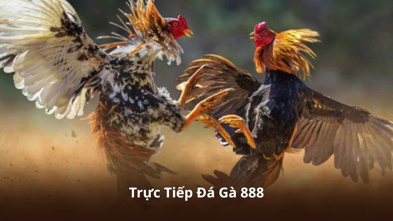 Trực Tiếp Đá Gà 888 – Xem Gà Đấu Trực Tuyến Nhanh Và Tiện Lợi