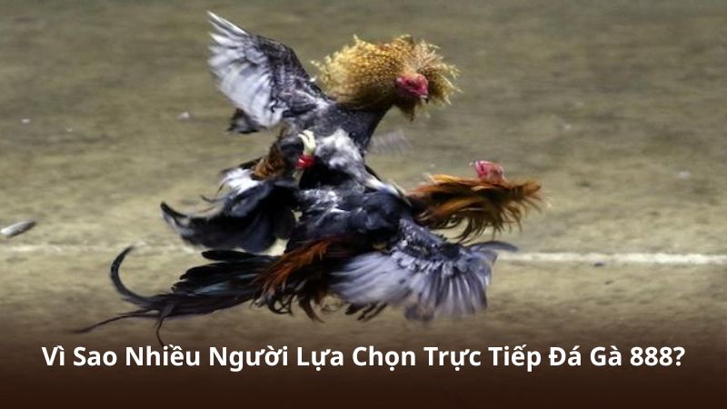 Vì Sao Nhiều Người Lựa Chọn Trực Tiếp Đá Gà 888?